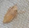 Streptanus confinis
